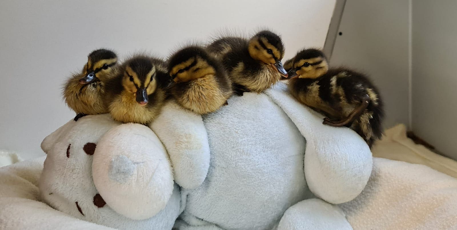 Vijf jonge eendenkuikens dicht tegen elkaar aan op een zachte knuffel in de kliniek.